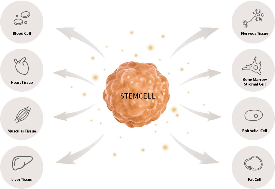 Stem Cell Facial, Stem Cell Acne Scar, Stem Cell Disease Therapy, Stem Cell Hair Treatment, Stem Cell Scalp Therapy