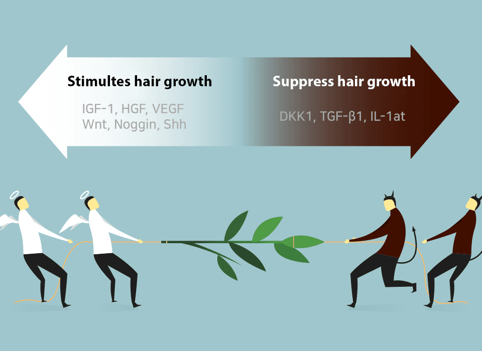 Hair Loss Treatment, PRP Hair Loss